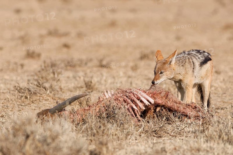 Black-backed jackal (Lupulella mesomelas), adult, feeding on skin and carcass of a common eland (Taurotragus oryx), Kgalagadi Transfrontier Park, Northern Cape, South Africa