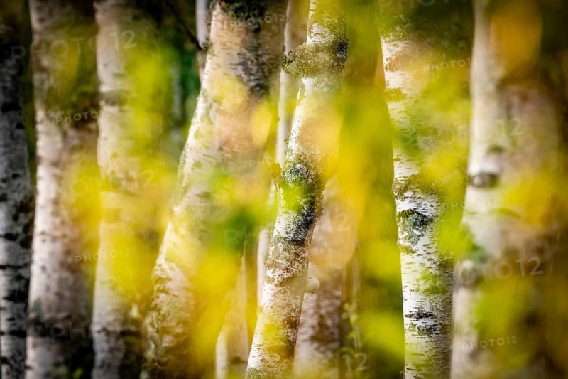 Birch stems through yellow leaves, birch (Betula), forest, Sweden