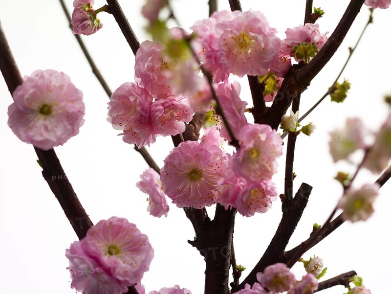 Almond branch with flowers (Prunus triloba) against white background