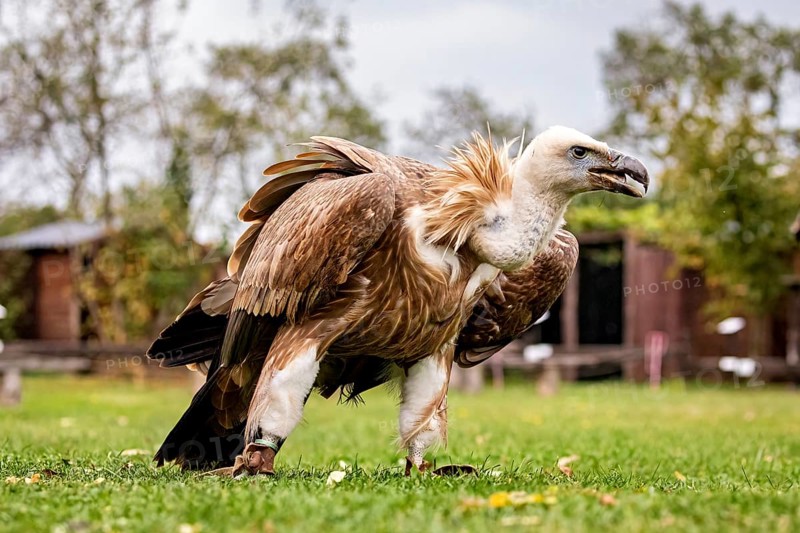 A vulture stands in a green field against a natural background with trees and aviary, The Griffon Vulture (Gyps fulvus) Wörlitz, Saxony-Anhalt, Germany