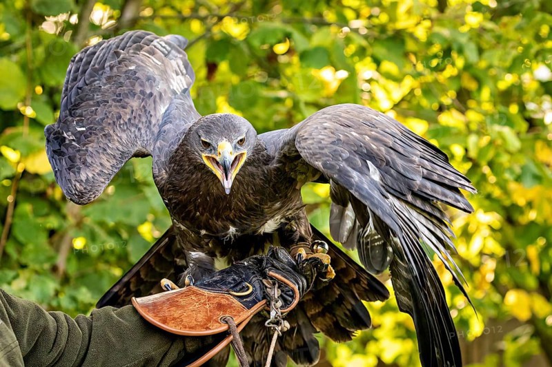 Eagle with open beak and spread wings on a branch surrounded by leaves, The steppe eagle (Aquila nipalensis) Wörlitz, Saxony-Anhalt, Germany