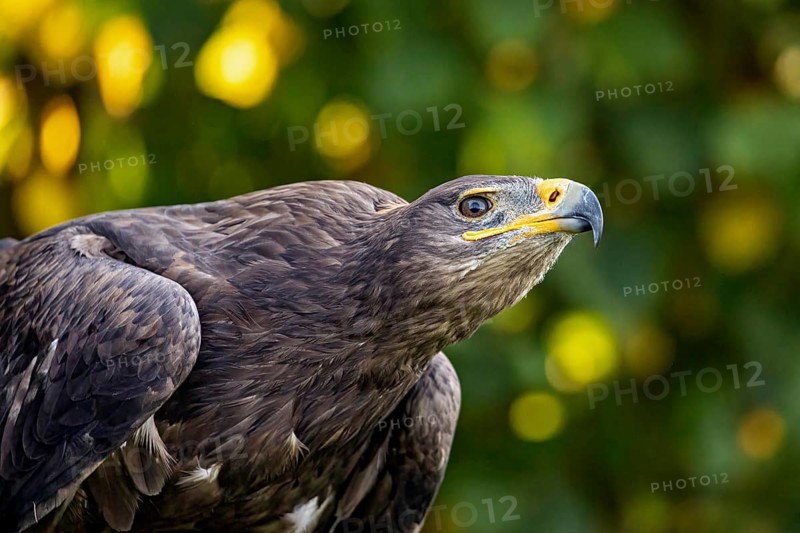 Close-up of an eagle looking into the distance with blurred green-yellow background, The Steppe Eagle (Aquila nipalensis) Wörlitz, Saxony-Anhalt, Germany