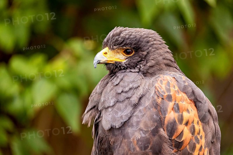 Close-up of a raptor with intense gaze and bright orange-gold eyes surrounded by green vegetation, The Desert Buzzard (Parabuteo unicinctus) Wörlitz, Saxony-Anhalt, Germany