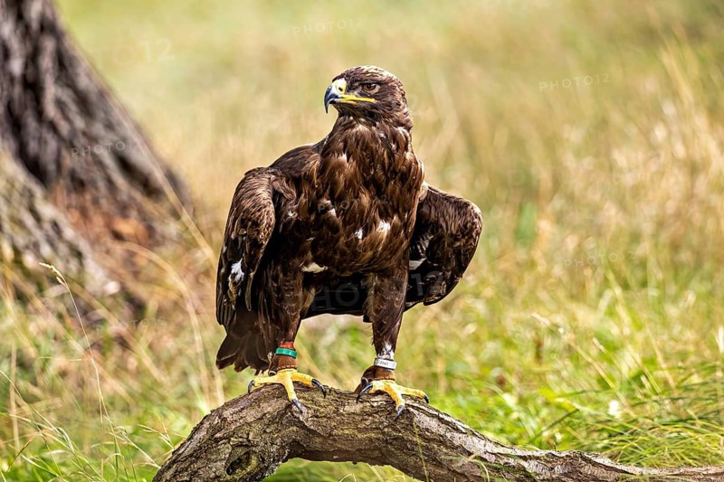 Eagle standing on a branch surrounded by a meadow and trees in the background, The Steppe Eagle (Aquila nipalensis) Wörlitz, Saxony-Anhalt, Germany