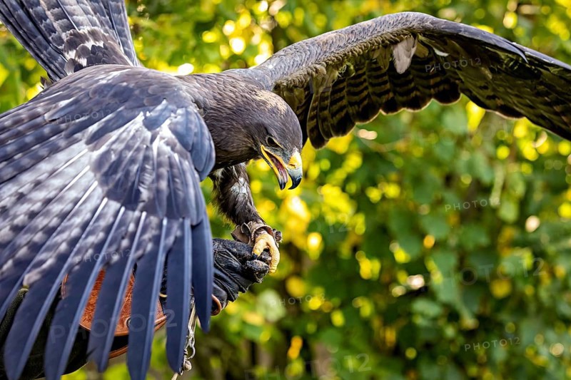 Flying eagle with spread wings grabbing prey against a green background, The Steppe Eagle (Aquila nipalensis) Wörlitz, Saxony-Anhalt, Germany