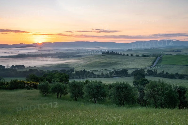 Poggio Covili estate with cypress alley (Cupressus) at sunrise, near San Quirico d'Orcia, Val d'Orcia, Siena Province, Tuscany, Italy