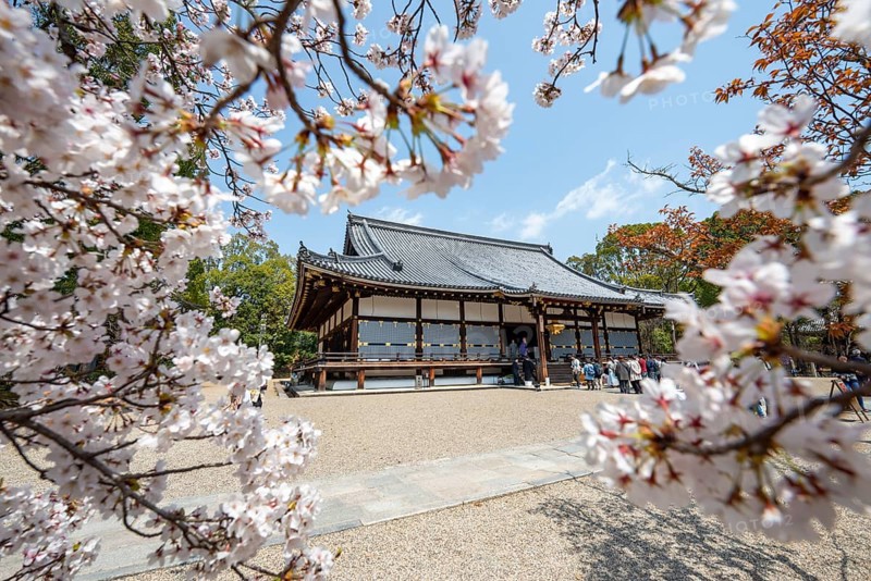 Blooming cherry trees, Kondo main hall of Ninna-ji Temple, Buddhist temple complex, Kyoto, Japan