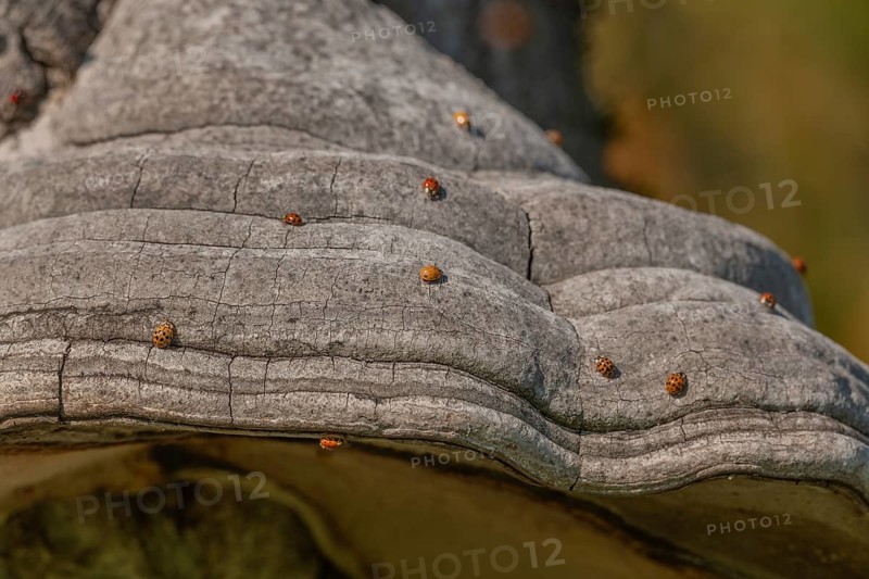 Mushroom grows on the bark of an old tree in a green forest. The sun shines through the leaves and creates a peaceful atmosphere. Invasion of Asian ladybugs. Bas Rhin, Alsace, France
