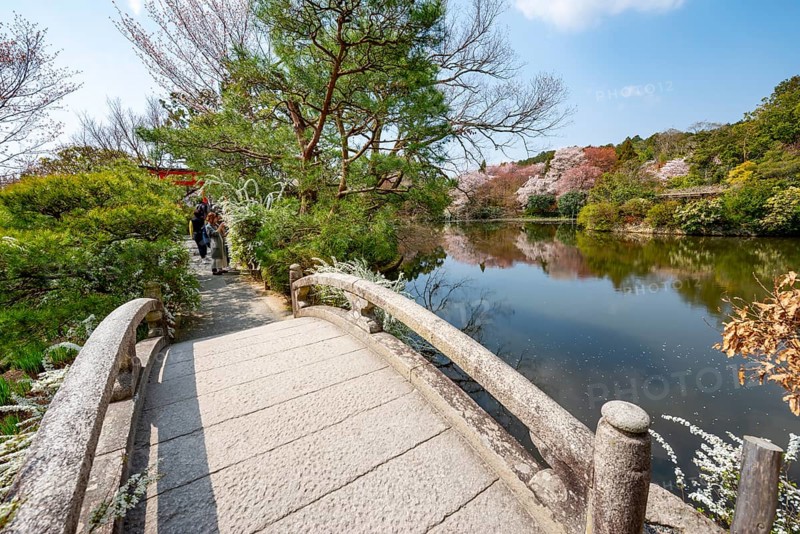 Bridge over Kyoyochi Pond in Japanese Garden, blooming cherry trees, Ryoan-ji, Zen Buddhist temple complex, in spring, Kyoto, Japan