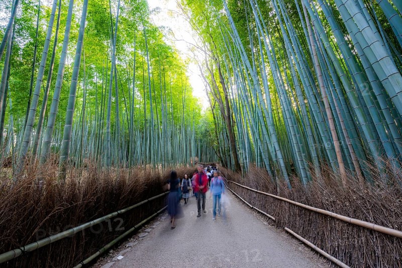 Visitors on their way through bamboo forest, motion blur, long exposure, towering bamboo stems in Arashiyama bamboo forest, Kyoto, Japan