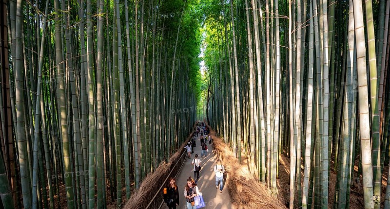 Visitors on their way through bamboo forest, towering bamboo trunks in Arashiyama bamboo forest, Kyoto, Japan