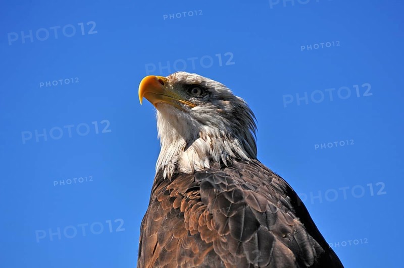 Bald eagle (Haliaeetus leucocephalus) against blue sky, public air show, Cologne, North Rhine-Westphalia, Germany