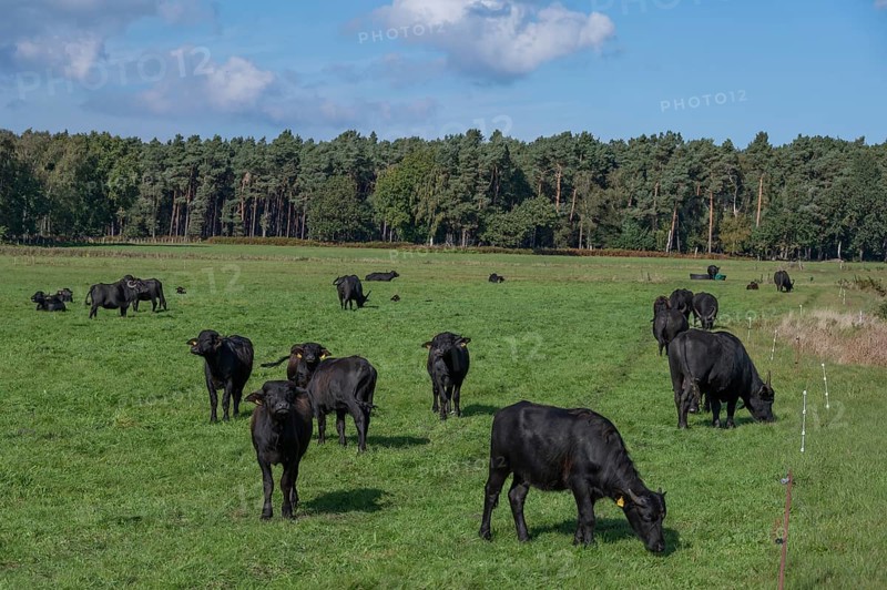 Young water buffaloes (Bubalus arnee) in the willow, Darß, Mecklenburg-Western Pomerania, Germany