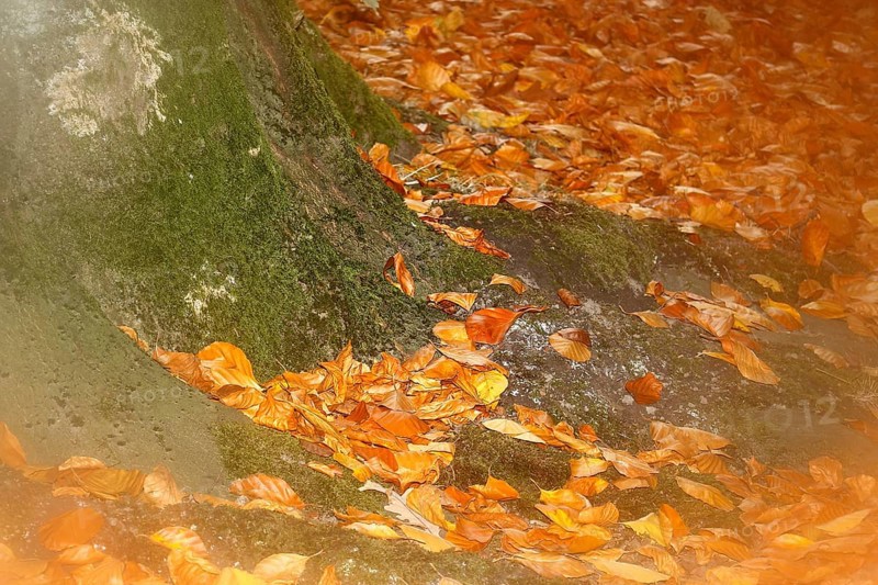 Beech (Fagus) leaves, close-up, alienation, in autumn, North Rhine-Westphalia, Germany