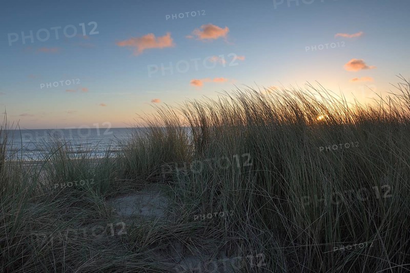 Dune landscape with beach grass on the North Sea, Texel, North Holland, Netherlands