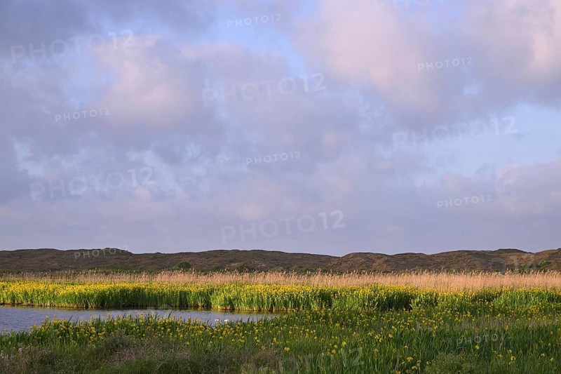 Blooming marsh iris (Iris peudacorus) in the wetland in dune landscape, Texel, North Holland, the Netherlands