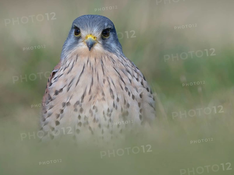 Portrait of a male Common Kestrel (Falco tinnunculus), Berlin, Germany