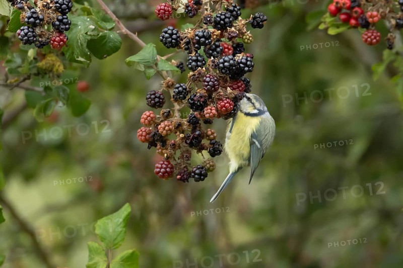 Blue tit (Cyanistes caeruleus) adult bird in a hedgerow feeding on blackberries in summer, England, United Kingdom