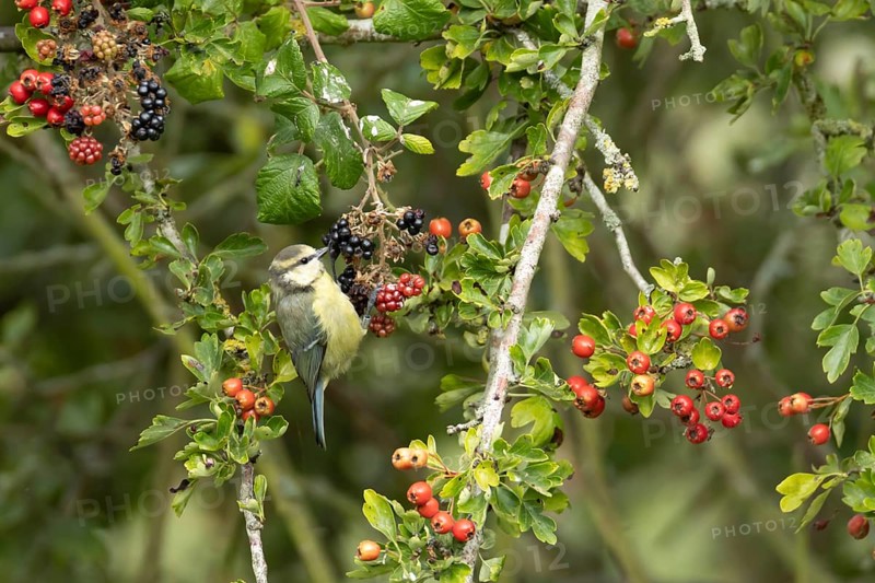Blue tit (Cyanistes caeruleus) adult bird in a hedgerow on blackberries in summer, England, United Kingdom