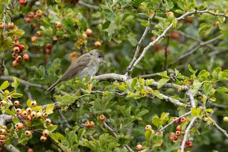 Eurasian blackcap (Sylvia atricapilla) adult female bird in a Hawthorn hedgerow with red berries in summer, England, United Kingdom
