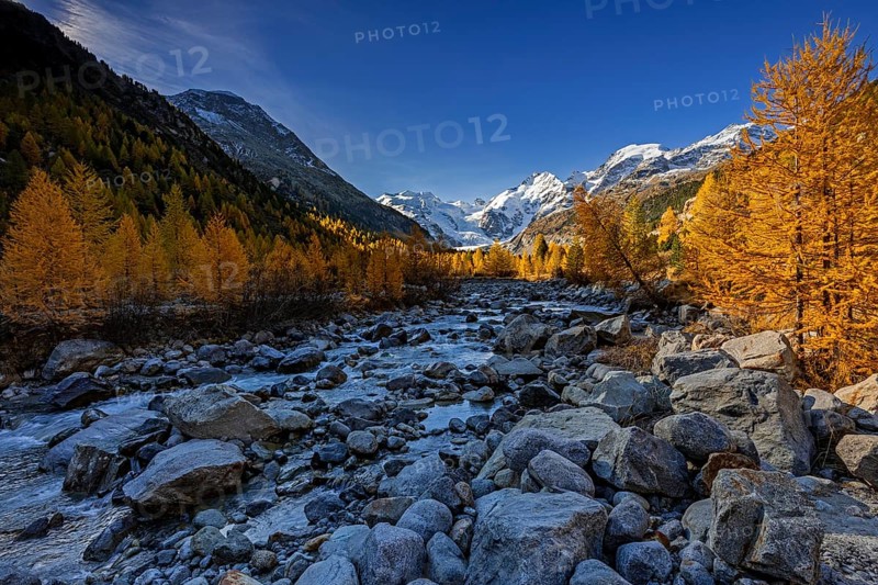 River, larch forest, autumn color, autumn, mountains, glaciers, morning light, Morteratsch Valley, Morteratsch Glacier, Engadin, Switzerland
