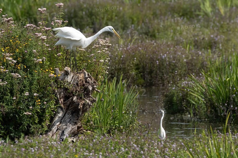 Great white egret (Ardea alba) adult bird on a tree stump amongst summer flowers looking down at a Little egret (Egretta garzetta) in a lake, England, United Kingdom