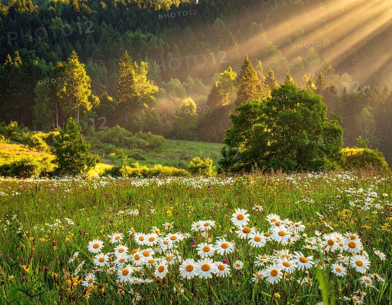 A sunlit meadow with daisies against a forest backdrop under a blue sky, Late summer country landscape with daisies meadow and sunbeams, forest in blurred background, hilly landscape in sunrise or sunset, tranquil nature template or poster for beauty of nature, AI generated