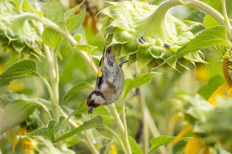European goldfinch (Carduelis carduelis) adult bird feeding on a sunflower seed in a field of sunflowers, England, United Kingdom