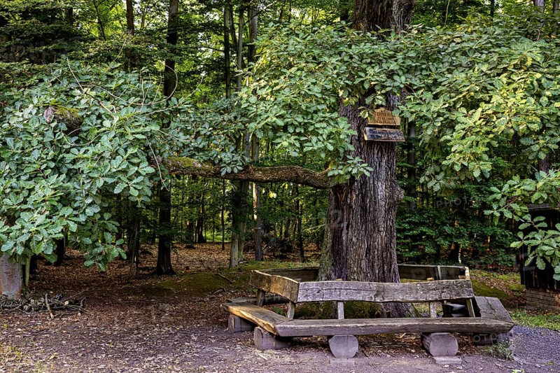 Large tree with wooden bench, nestled in the shady forest, offers a quiet place to relax, The Riesenecke hunting complex in the Saale Holzland district in Thuringia