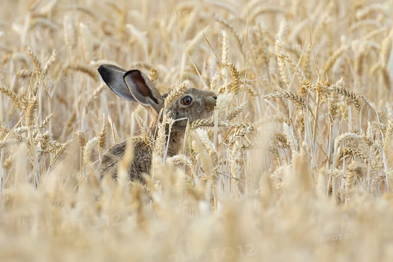 European brown hare (Lepus europaeus) adult animal feeding on a wheat sheath in a farmland field in summer, England, United Kingdom