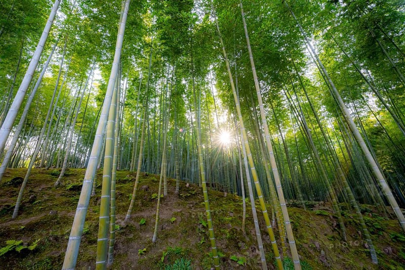 Towering bamboo stems in Arashiyama bamboo forest, with sun star, Kyoto, Japan
