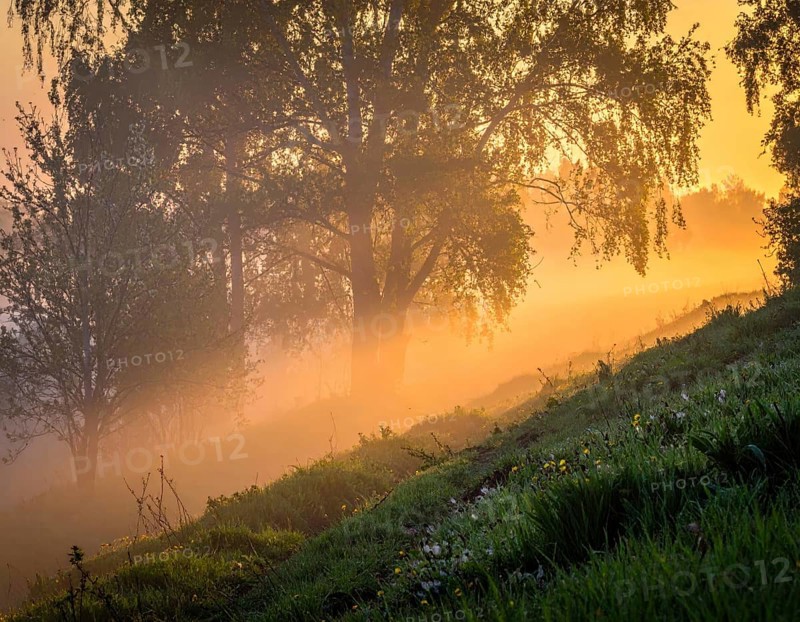 A misty field at sunrise with soft light illuminating trees and greenery, creating a serene atmosphere, spring or summer landscape, morning and the first sun lights at sunrise in fog, clear sky, idyllic nature with calm atmosphere, trees on hills, foggy river with mist, AI generated