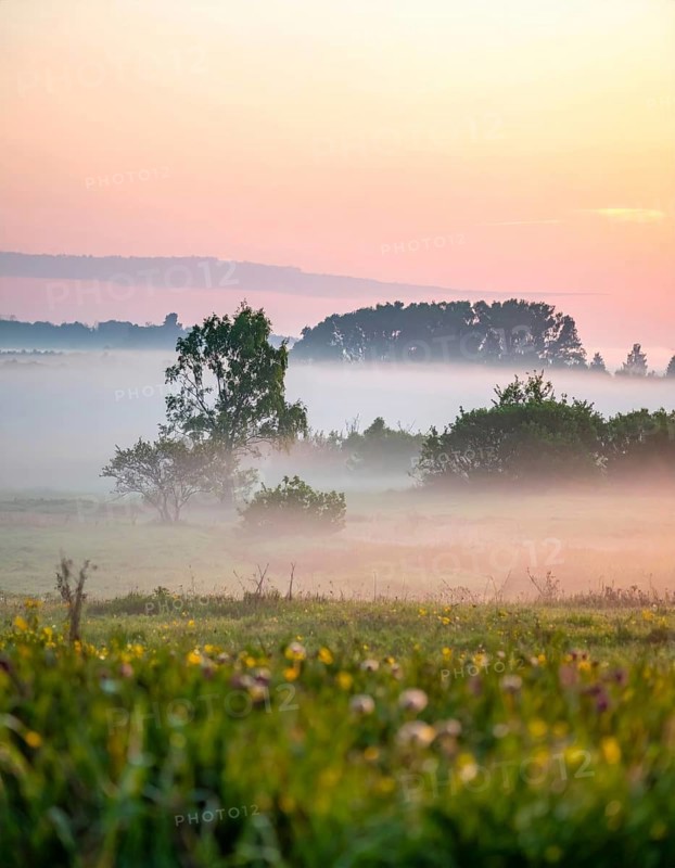A misty field at sunrise with soft light illuminating trees and greenery, creating a serene atmosphere, spring or summer landscape, morning and the first sun lights at sunrise in fog, clear sky, idyllic nature with calm atmosphere, trees on hills, foggy river with mist, AI generated