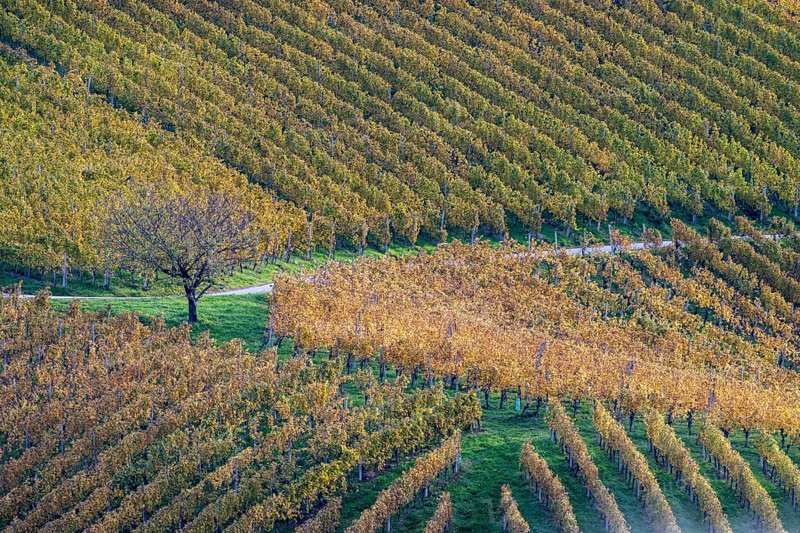 Typical landscape in autumn with vineyards, South Styrian hills, South Styrian wine route, Styria, Austria