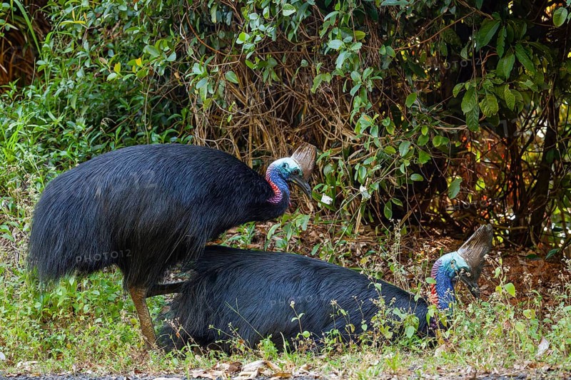 Mating behavior of helmet cassowaries in the Queensland rainforest Australia