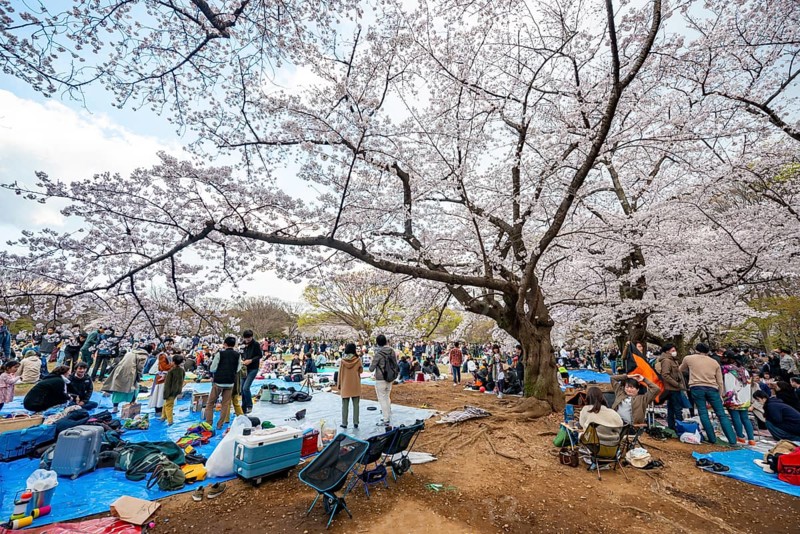 Japanese people picnicking under cherry blossoms in Yoyogi Park, Hanami Festival, Shibuya District, Tokyo, Japan