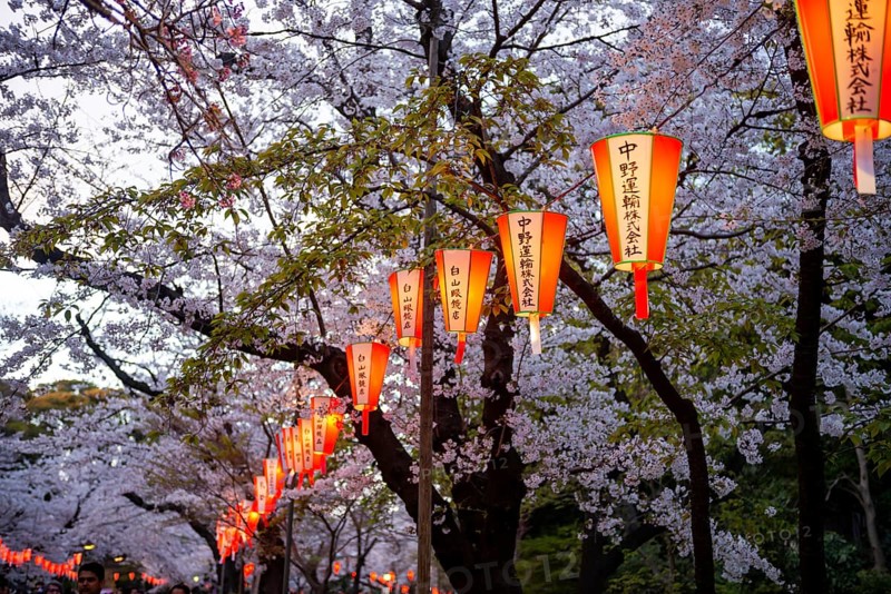 Blooming cherry trees and illuminated lanterns with Japanese writing in the evening, Hanami festival in spring, Ueno Park, Tokyo, Japan
