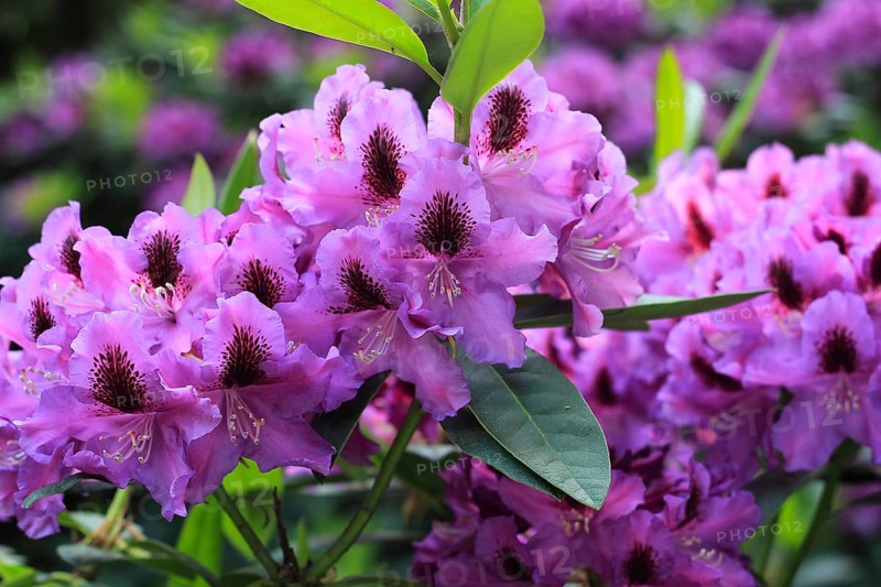 Rhododendron flowers (Rhododendron), North Rhine-Westphalia, Germany