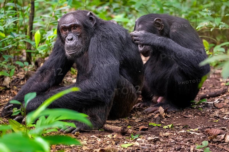 Two chimpanzees (Pan Troglodytes), adult male spawning, grooming in the jungle, Kibale National Park, Uganda
