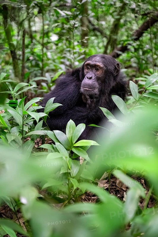 Chimpanzee (Pan Troglodytes), male on the ground, jungle in Kibale National Park, Uganda