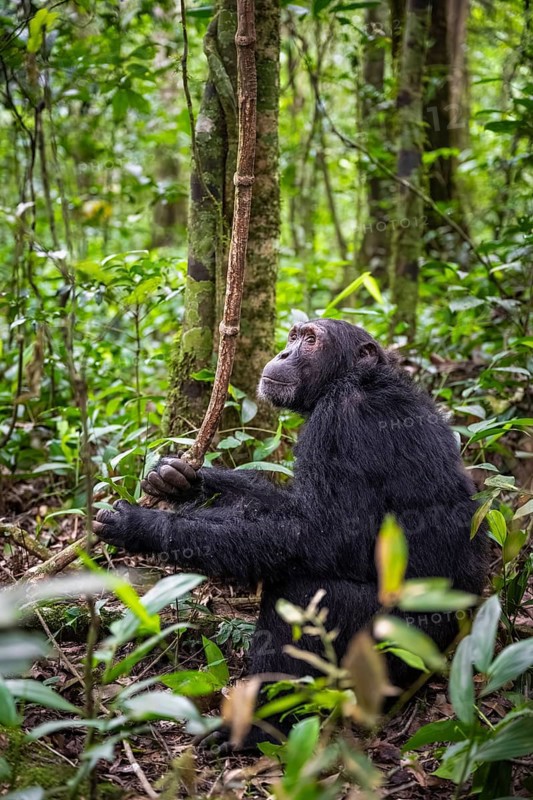 Chimpanzee (Pan Troglodytes), male on the ground, jungle in Kibale National Park, Uganda