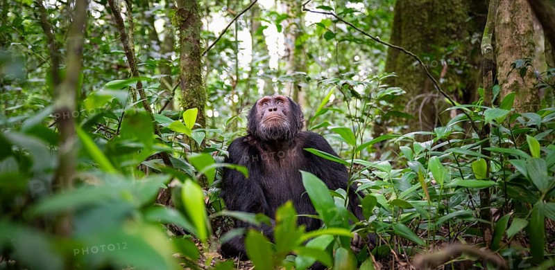 Chimpanzee (Pan Troglodytes), male looking up with hope, jungle in Kibale National Park, Uganda