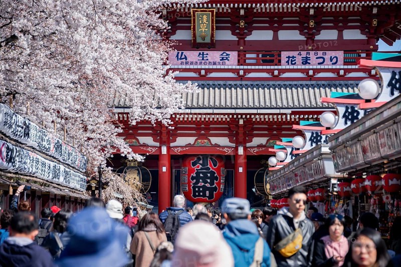 View of numerous visitors on Nakamise-dori shopping street with Hozomon Gate of Asakusa Shrine or Senso-ji Temple, blooming cherry trees, Buddhist temple complex, Asakusa, Tokyo, Japan