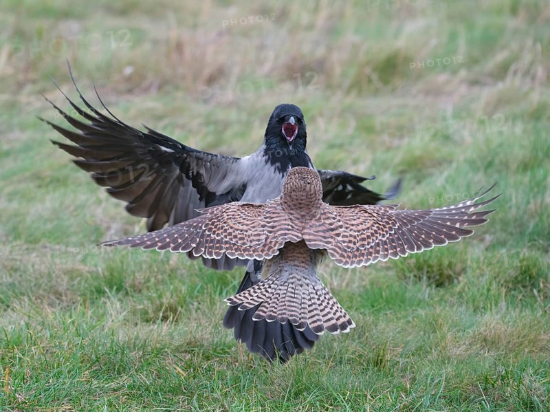 Dispute between a Common Kestrel (Falco tinnunculus) and a hooded crow (Corvus cornix), Berlin, Germany