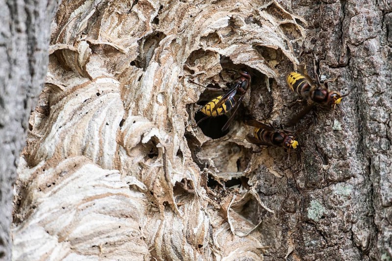 Hornissen (Vespa crabro), Emsland, Lower Saxony, Germany