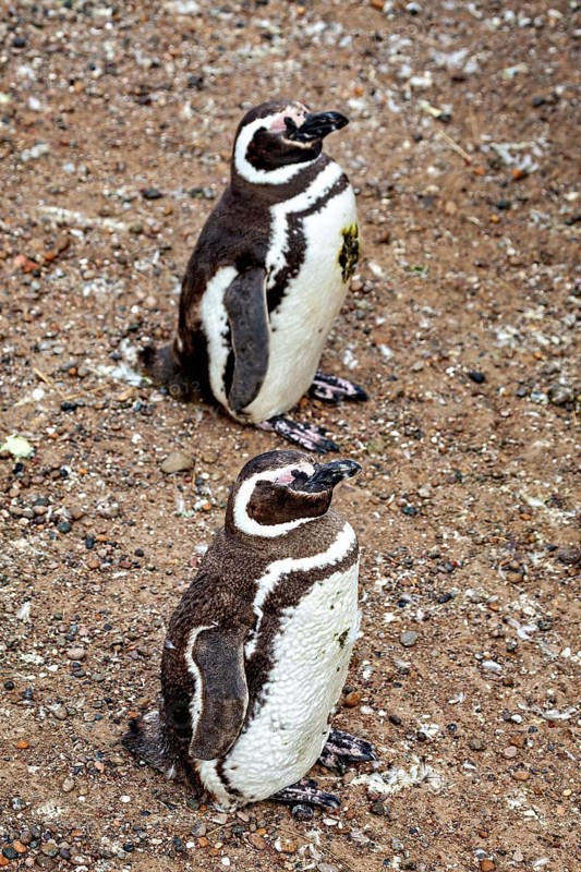 Two penguins stand side by side on a rocky ground, The Magellanic Penguin (Spheniscus magellanicus) from Punta Tombo in Argentina