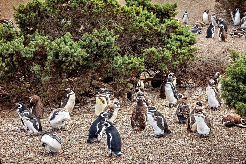 Large cluster of penguins surrounded by shrubs, The Magellanic Penguin (Spheniscus magellanicus) from Punta Tombo in Argentina