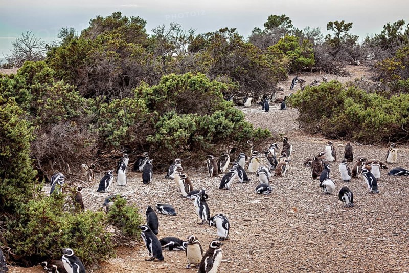 Densely packed numbers of penguins spread around shrubs near the coast, the Magellanic penguin (Spheniscus magellanicus) from Punta Tombo in Argentina