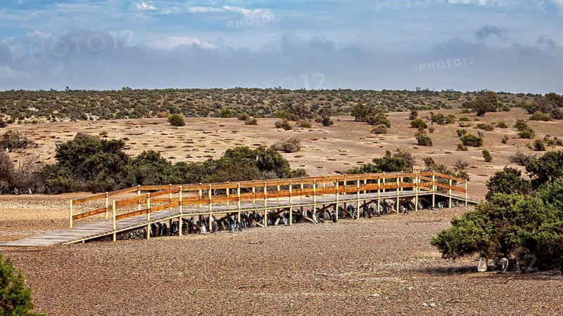 Wooden walkway snakes through a vast dry landscape, The Magellanic Penguin (Spheniscus magellanicus) from Punta Tombo in Argentina