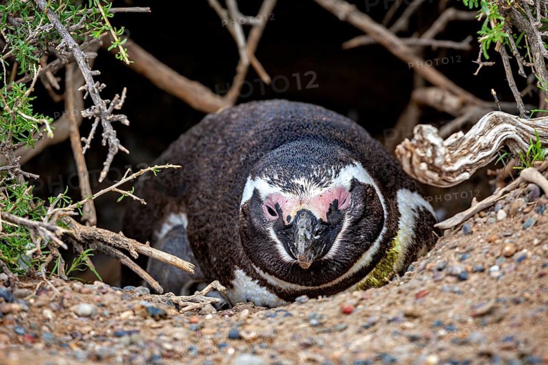 Penguin crouches sheltered in a hollow or burrow, The Magellanic penguin (Spheniscus magellanicus) from Punta Tombo in Argentina